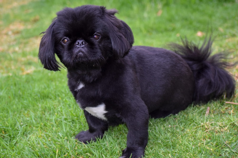 Пекинес черного окраса