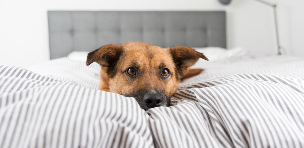 Как отучить щенка или собаку забираться на диван