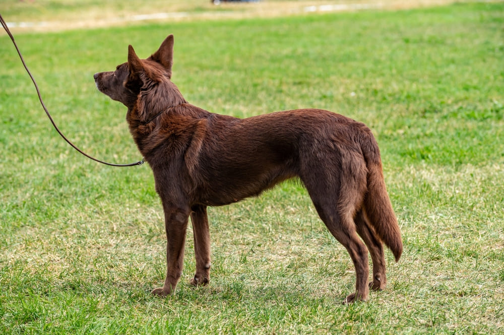 Это коричневая келпи