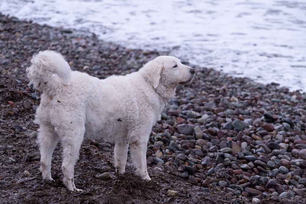 Изображениe — Порода собак кувас Порода собак кувас