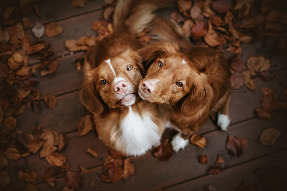 Два шотландских ретривера