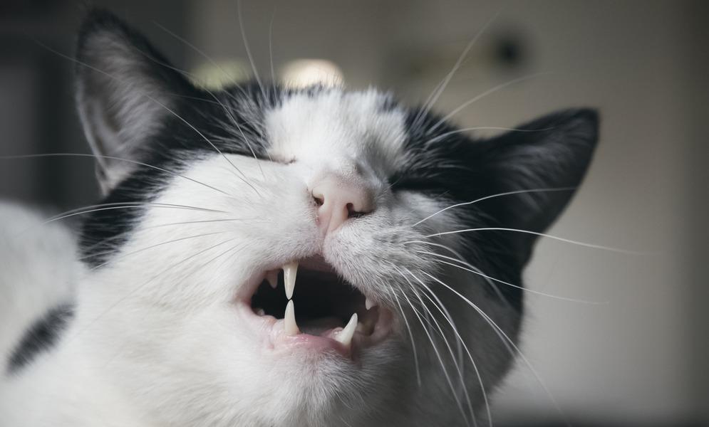 Почему кошка скрипит зубами: опасные и неопасные причины, вероятность  заболеваний