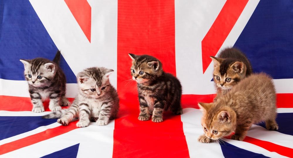 Кот с английского на русский. Питомцы в Британии. Кошки в Великобритании. Котенок с флагом. Домашние животные в Британии.