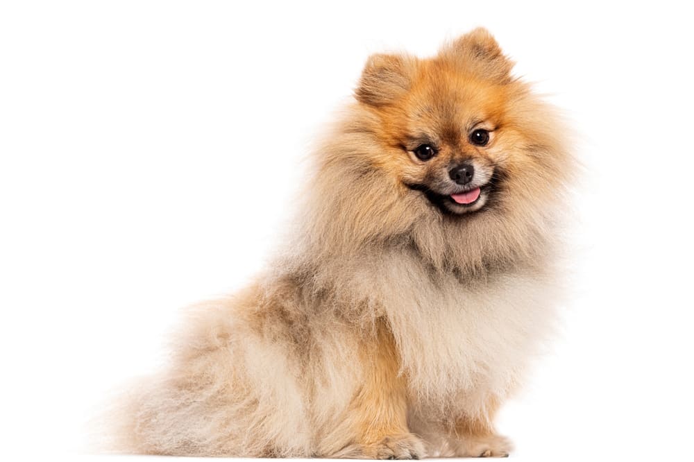 Померанский шпиц на белом фоне