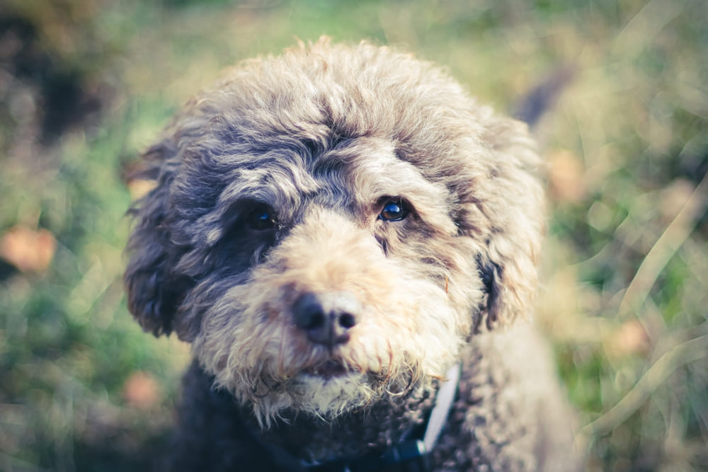 Испанская водяная собака смотрит в камеру