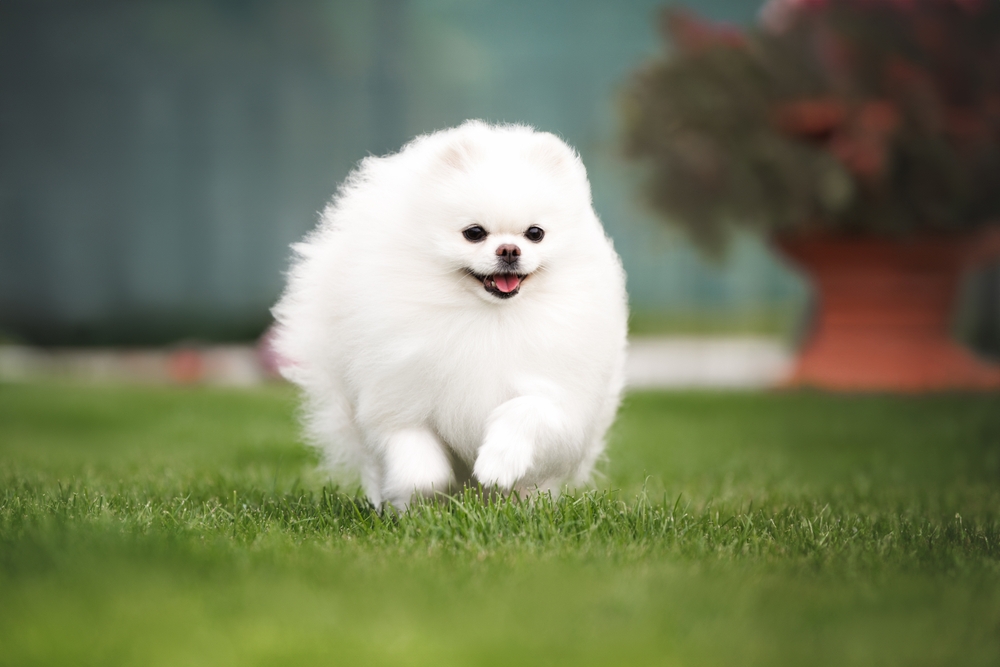 Белый шпиц бежит вперед