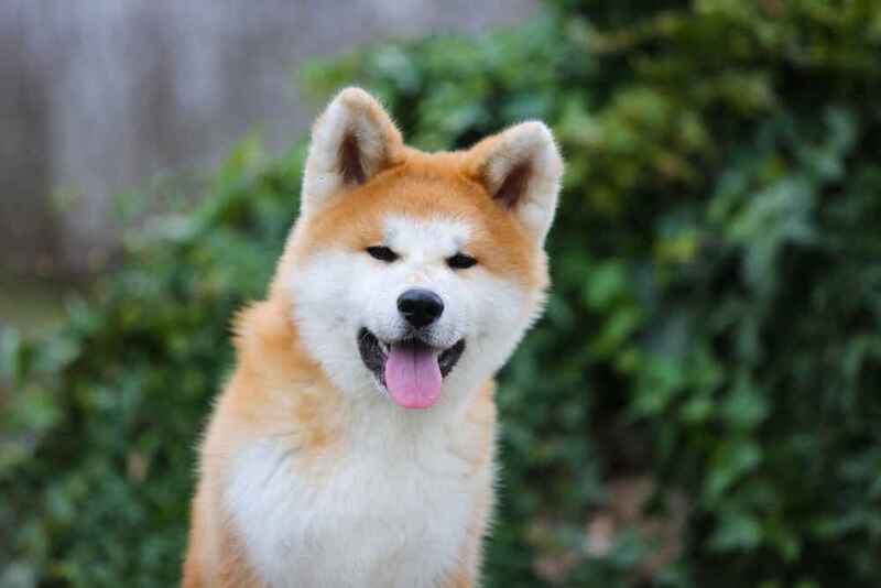 Изображениe — Морда красивой акита-ину Морда красивой акита-ину