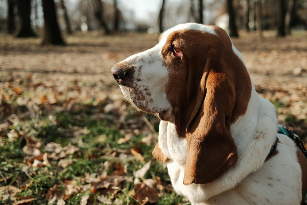 Бассет-хаунд дома