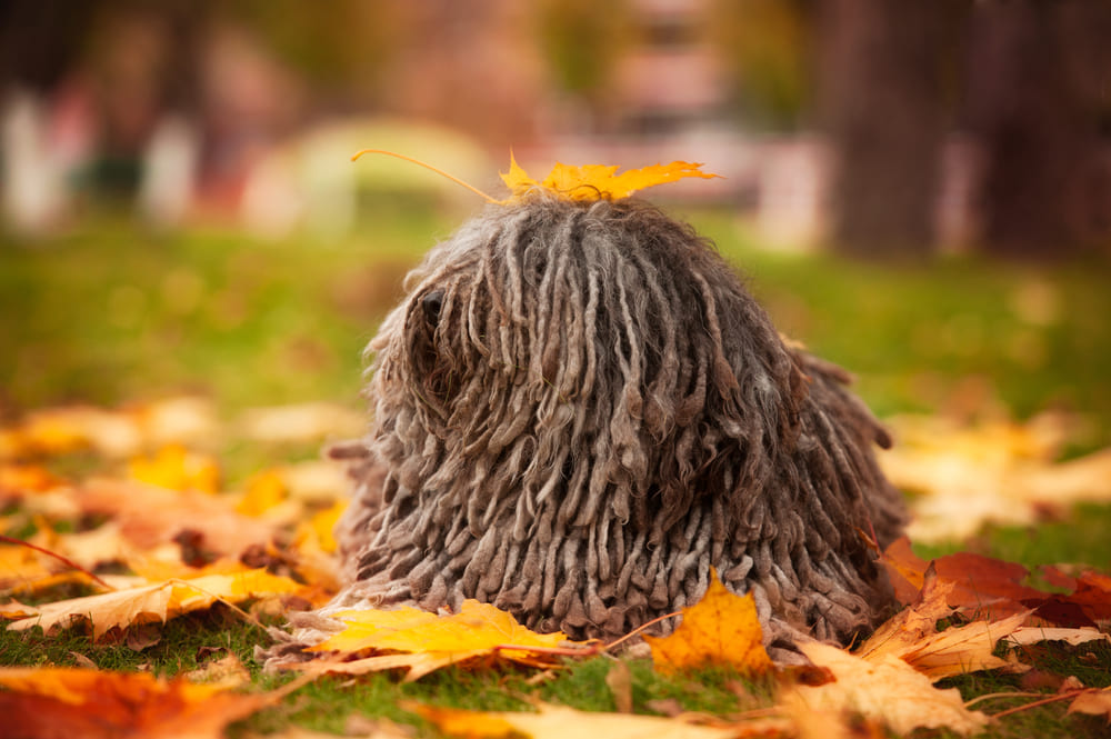 Венгерская овчарка пули позирует для фото