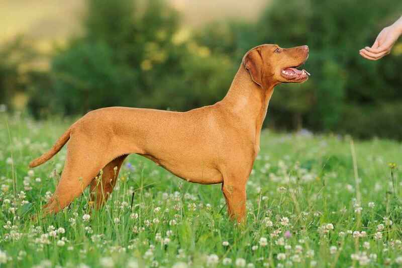 Венгерскую выжлу угощают