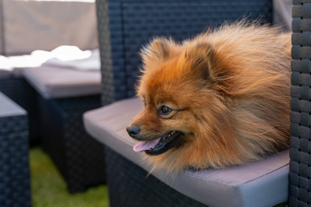 Померанский шпиц отдыхает