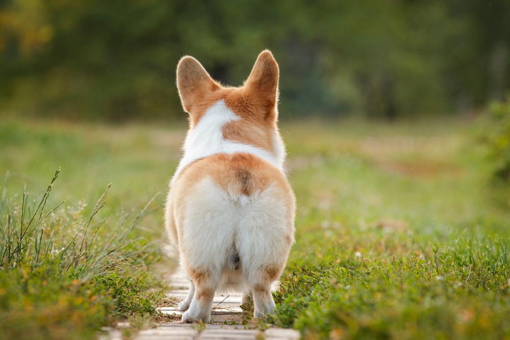 Геморрой у собак: причины неприятности и способы лечения
