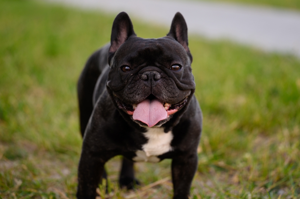 Черный бульдог с высунутым языком