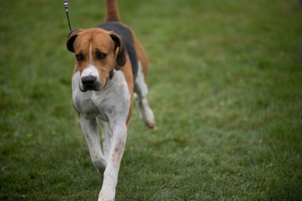 Фоксхаунд на поводке