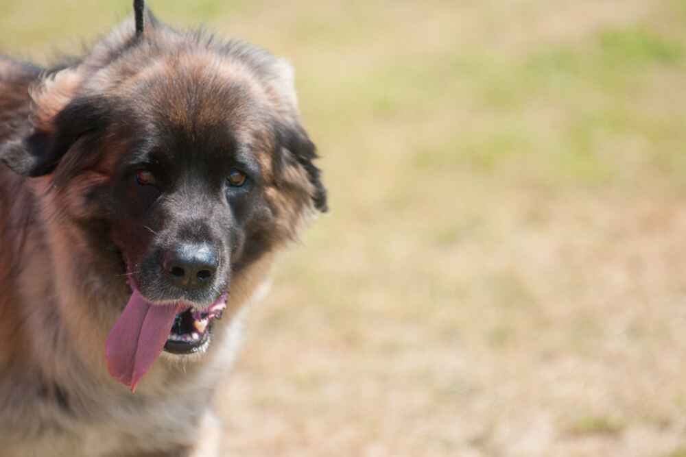 Это леонбергер