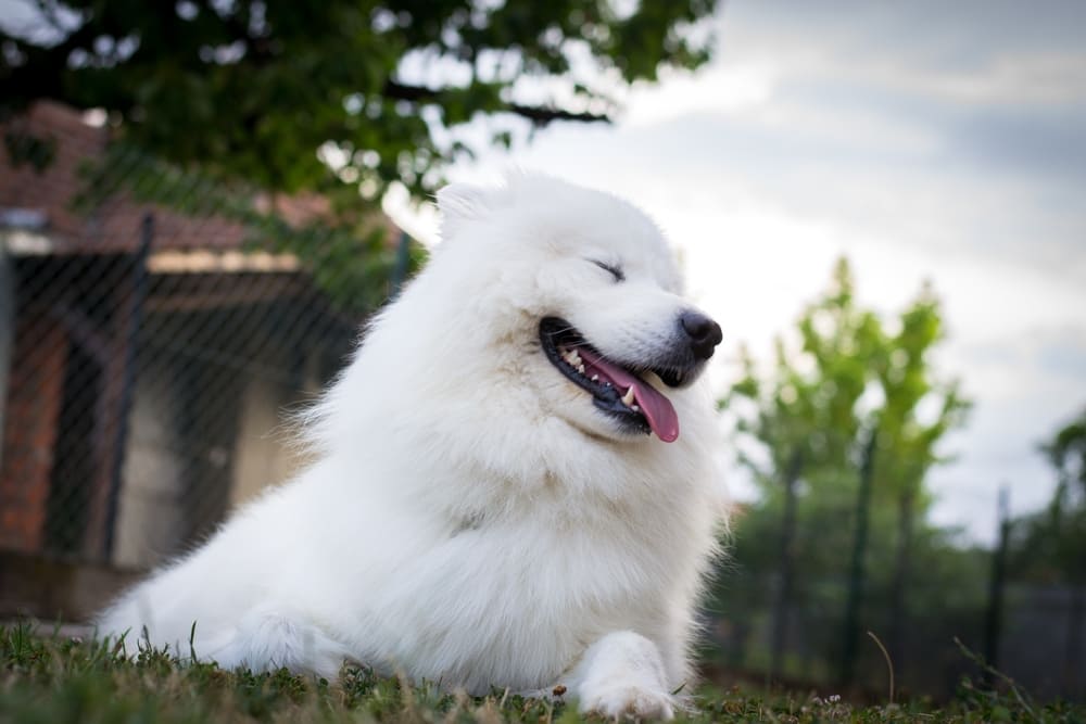 Собака самоед