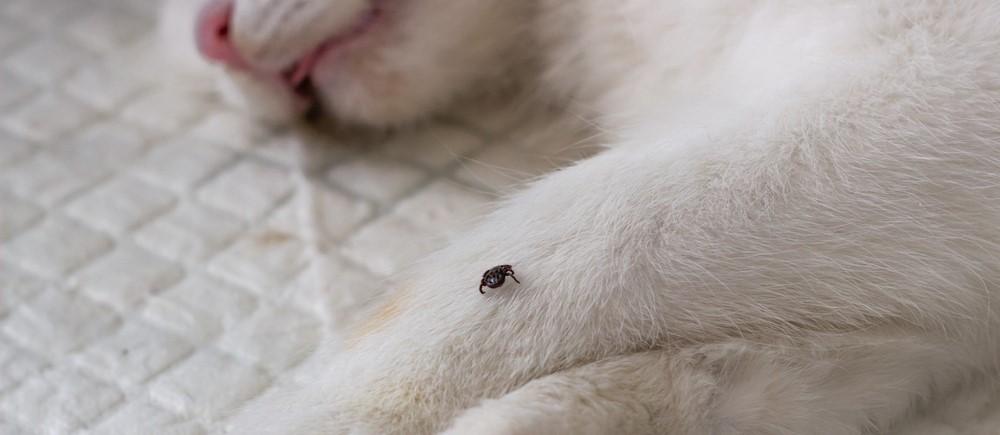Укус клеща у кошки: опасен ли, виды опасных клещей, профилактика