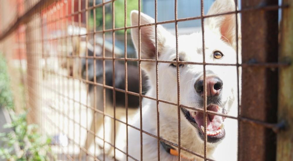 Как сделать вольер для собаки своими руками - план, фото | Кормовые технологии Украины