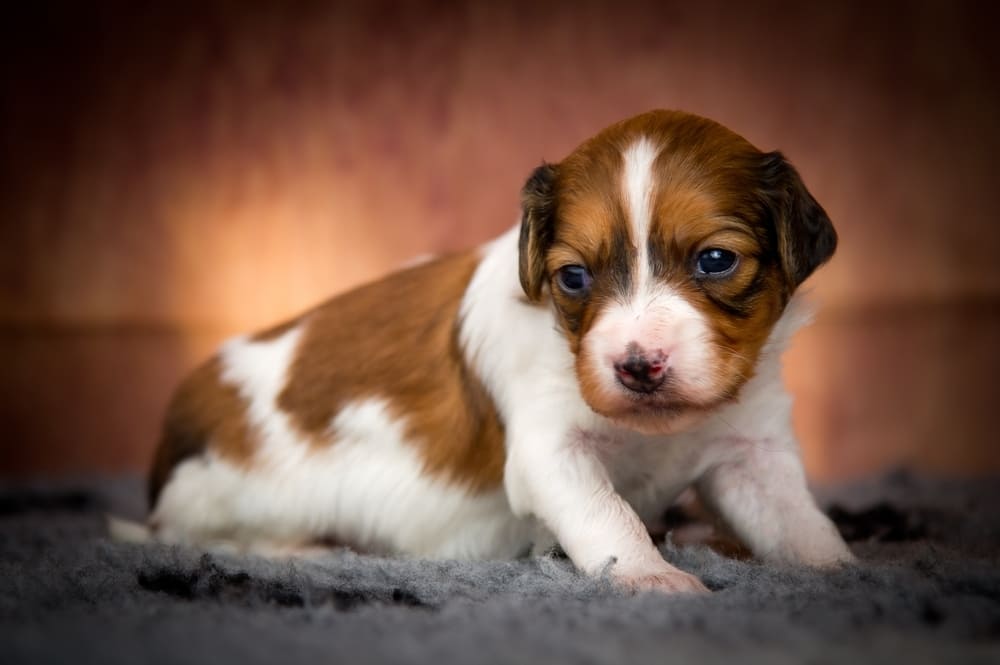 Коикерхондье в фотостудии