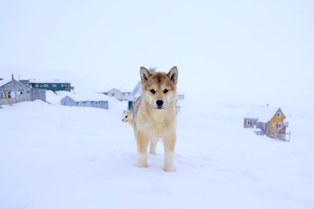 Милый щенок гренландской лайки