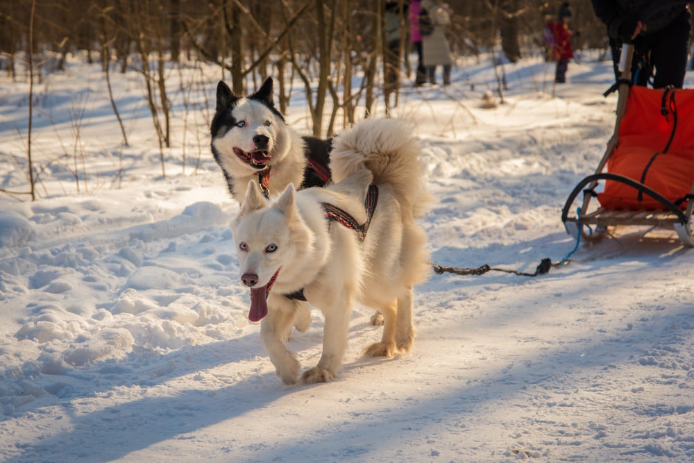 Якутская лайка