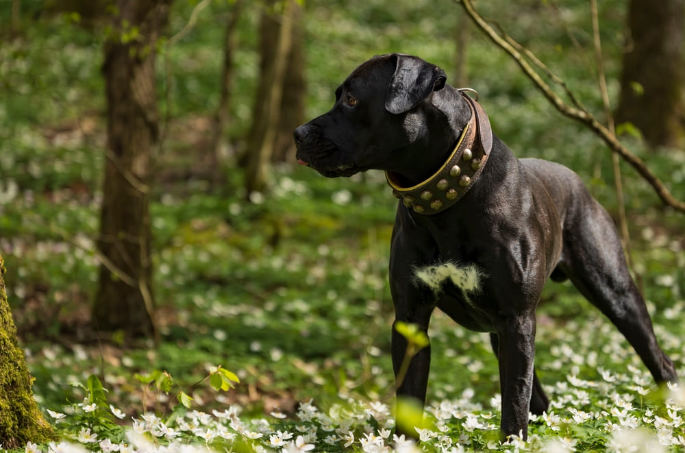 Порода преса канарио