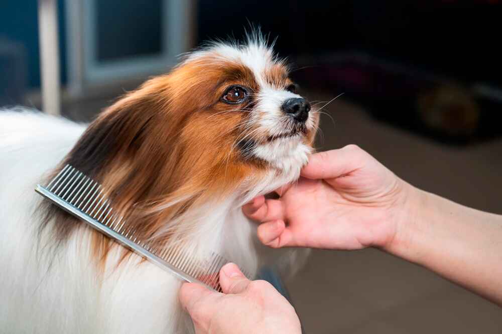 Папильона вычесывают