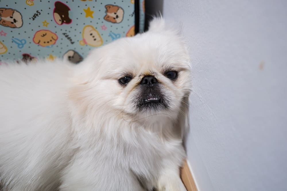 Особенности породы пекинес описаны в стандарте