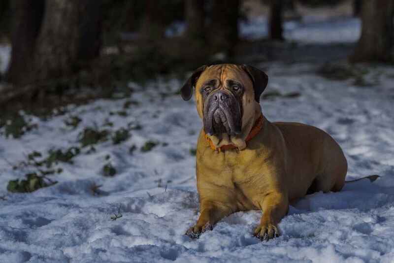 Бульмастиф на снегу