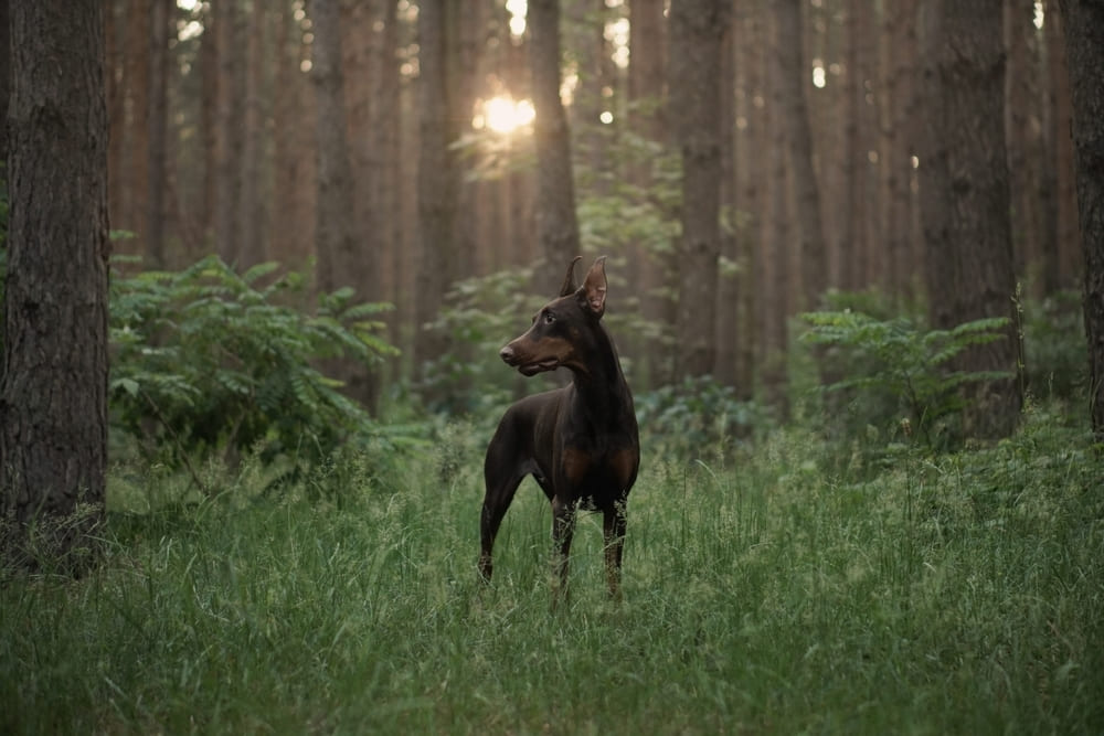 Доберман на прогулке в лесу