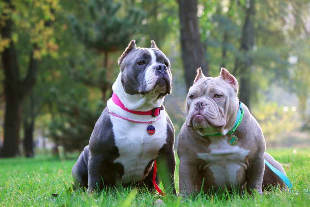Изображениe — Два американских булли разного размера Два американских булли разного размера