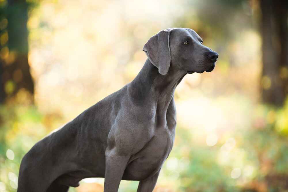 Голубой веймаранер