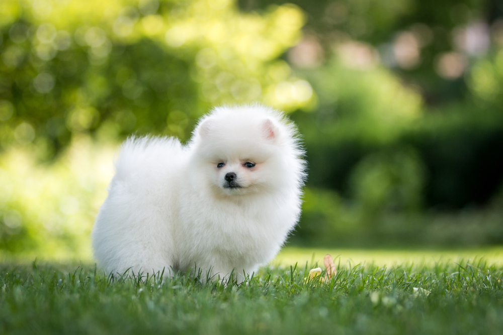 Красивый белый померанский шпиц