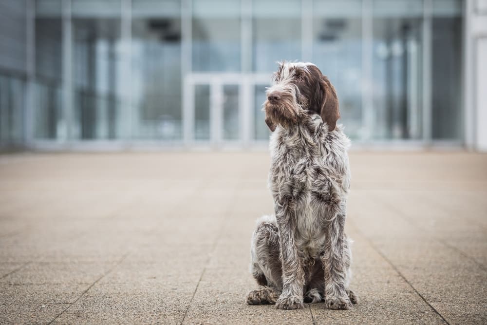 Это спиноне итальяно