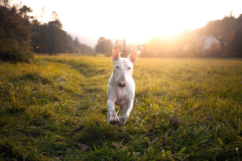 Белый мини-бультерьер