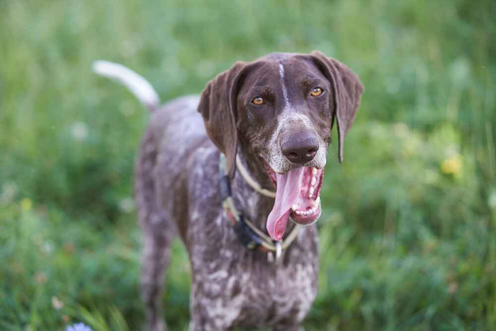 Изображениe — Довольный курцхаар Довольный курцхаар