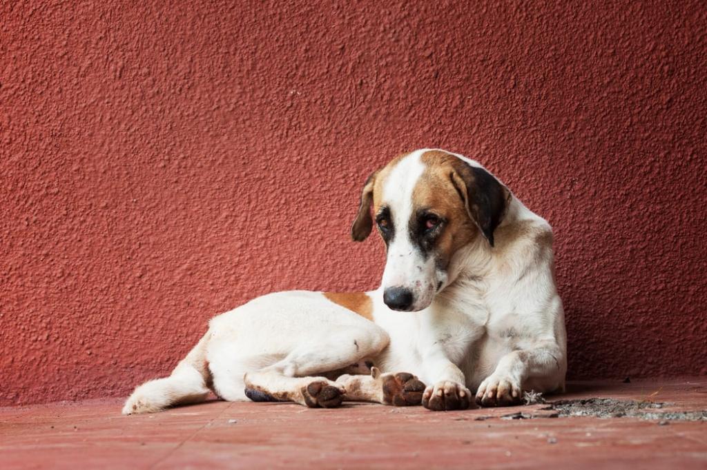 Вздутие живота у собаки: что делать и в чем причина?