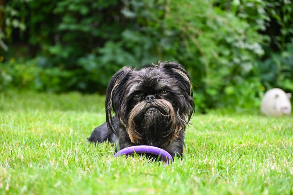 Это собака гриффон