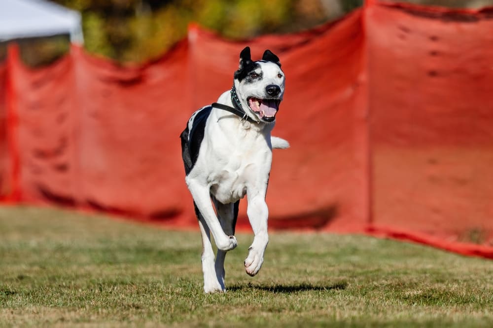 Это порода дог