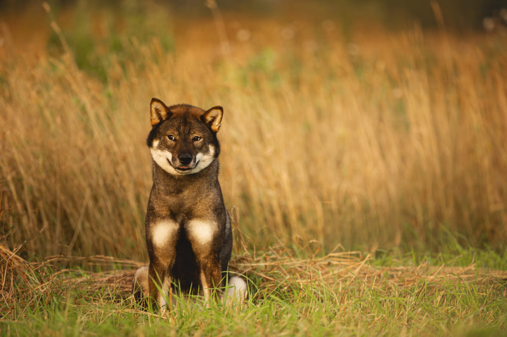Сикоку в поле