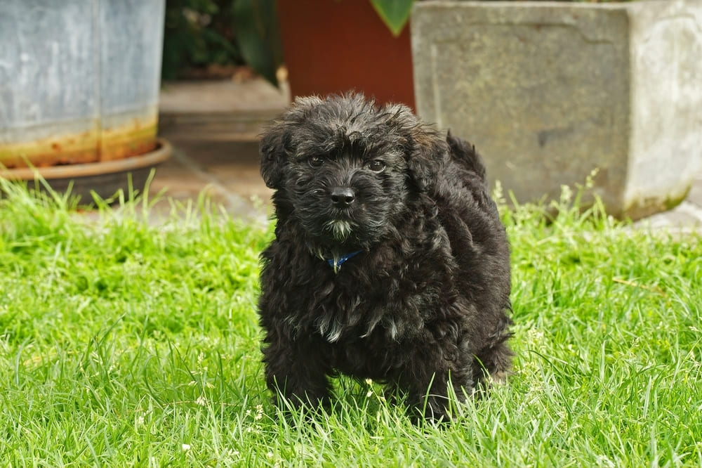 Фландрийский бувье