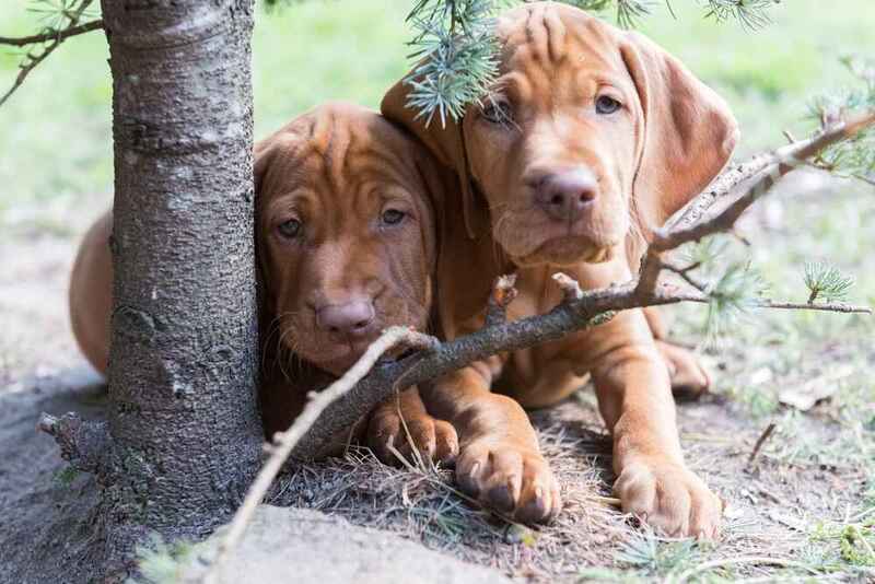 Два щенка венгерской выжлы