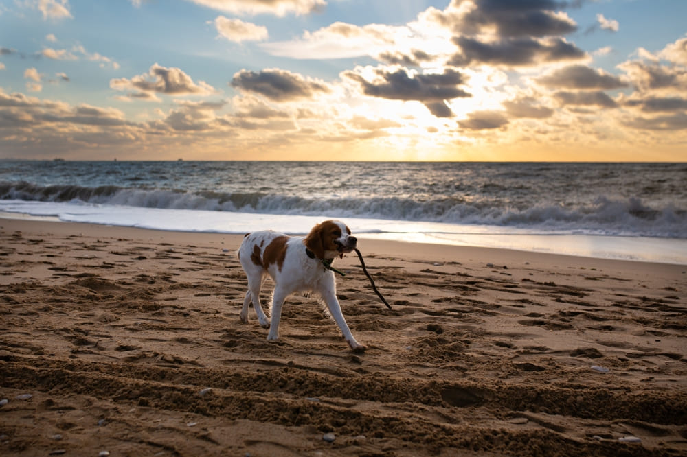 Бретонский эпаньоль на пляже