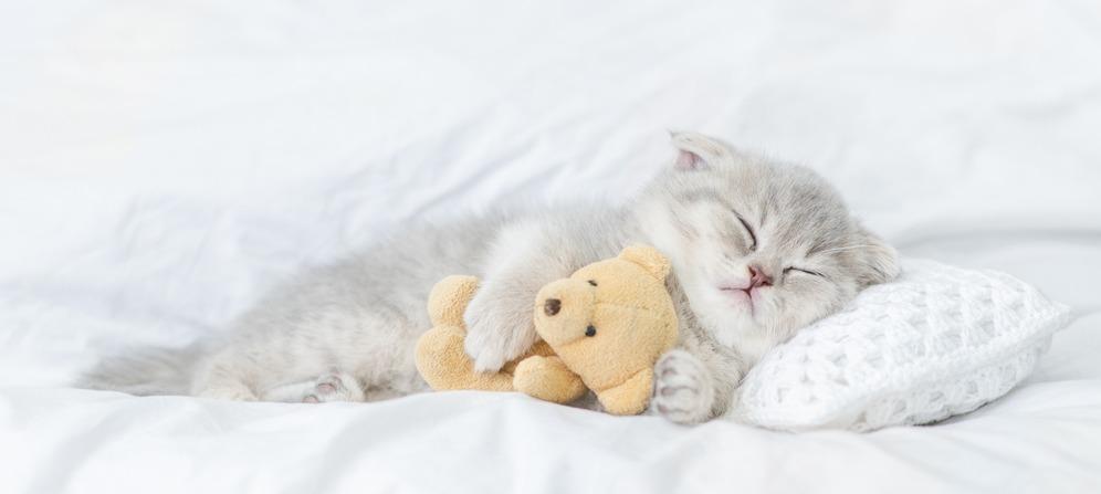 Почему котенок постоянно спит: это нормально или нет?