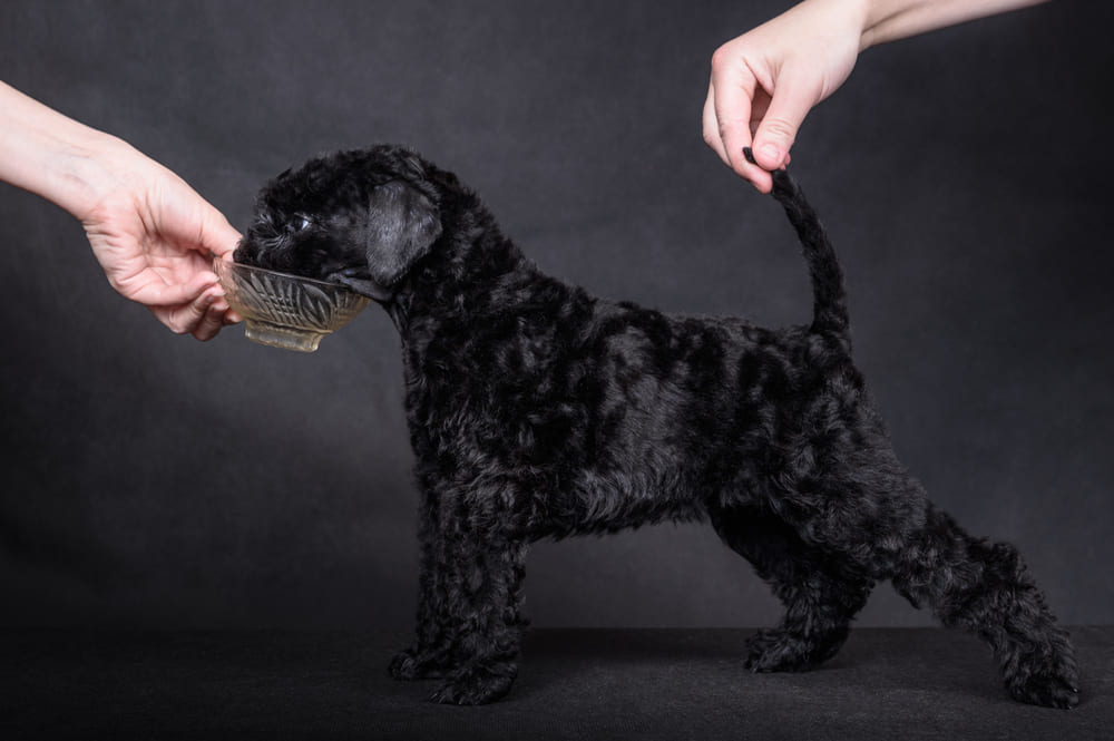 Керри-блю-терьер в стойке