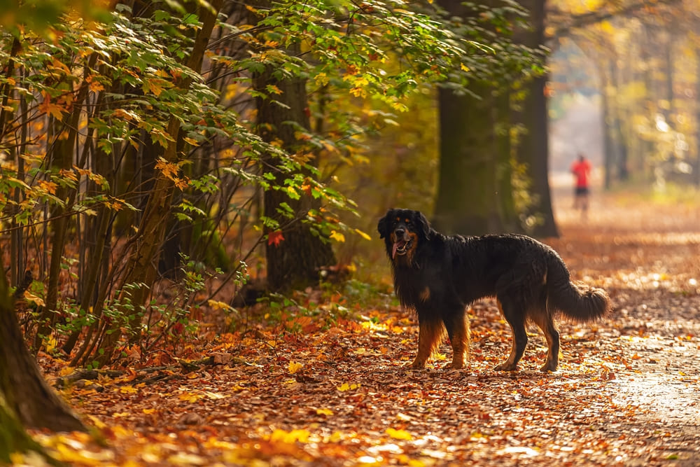 Ховаварт в парке