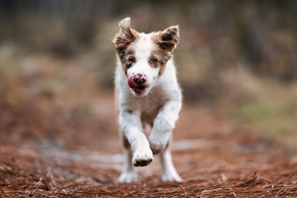 Красивый щенок бордер-колли