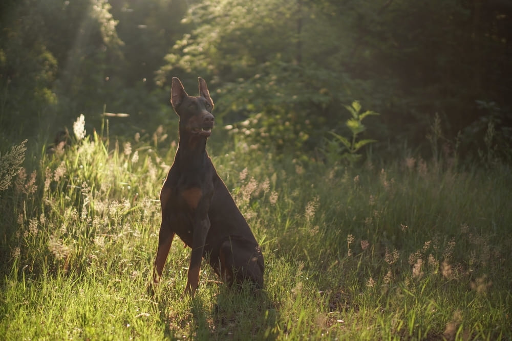 Доберман в солнечный день