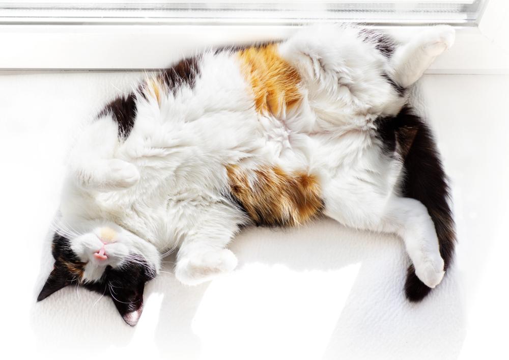 Массаж для кошек и котов во время запора: простая инструкция для хозяев, как  правильно делать массаж