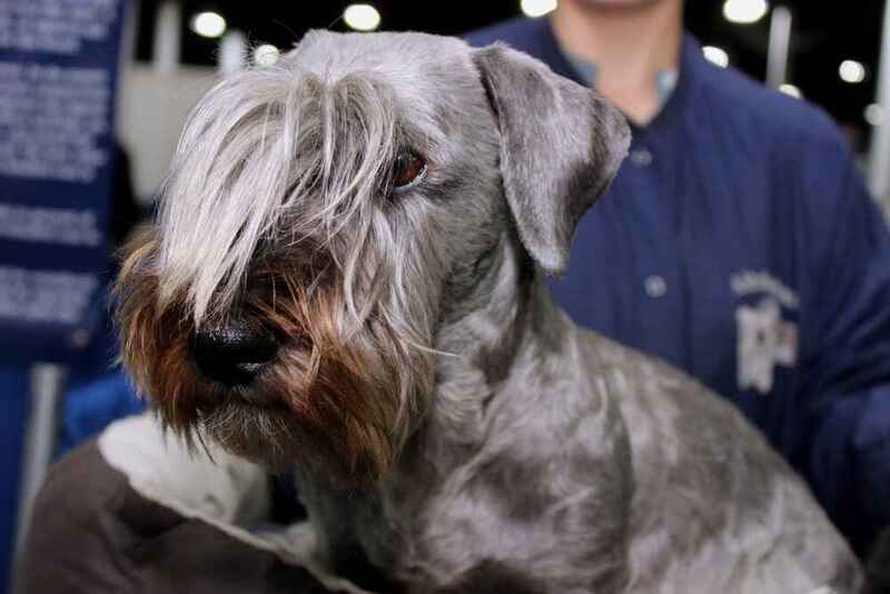 Изображениe — Чешский (богемский) терьер Чешский (богемский) терьер